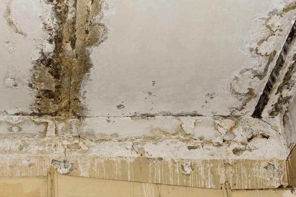 Best Mold Damage Restoration  in Utica, NY