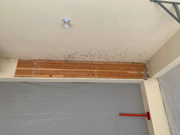 Best Mold Prevention Services  in Utica, NY